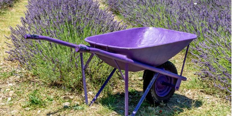 feld-lavendel-santa-luce