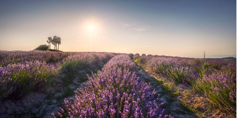 lavendel-toskana-bilder
