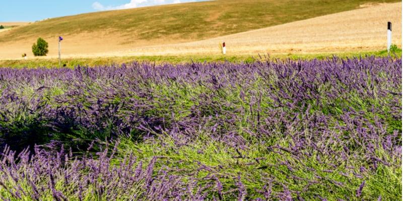 lavendel-toskana