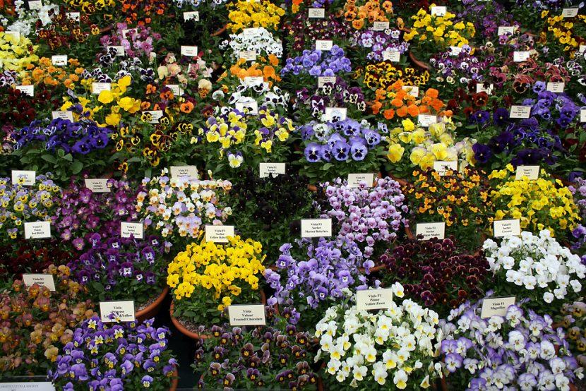 Chelsea Flower Show