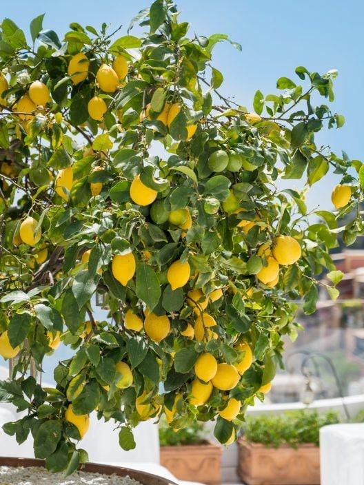 Die Amalfiküste wurde zum Welt-Agrarerbe ernannt, ausgezeichnet von der FAO