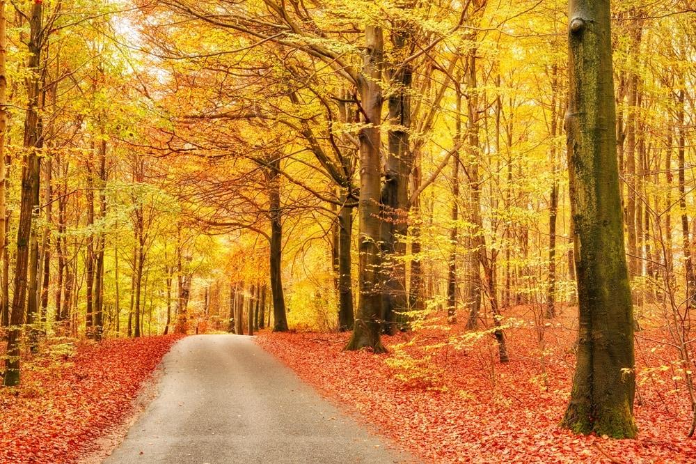 Herbst Dänemark