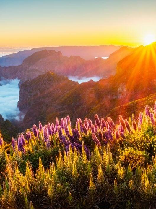 Die Hawaii Europas: eine Insel, auf der es immer Frühling ist