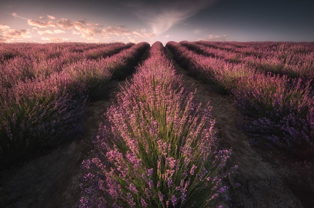 Lavanda Sale San Giovanni