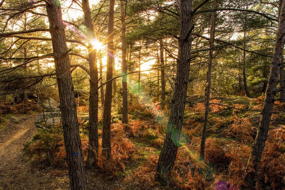 Foret de Fontainebleau