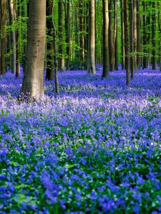 In Belgien gibt es einen magischen Wald, der bald blau gefärbt wird, hier ist, wann!