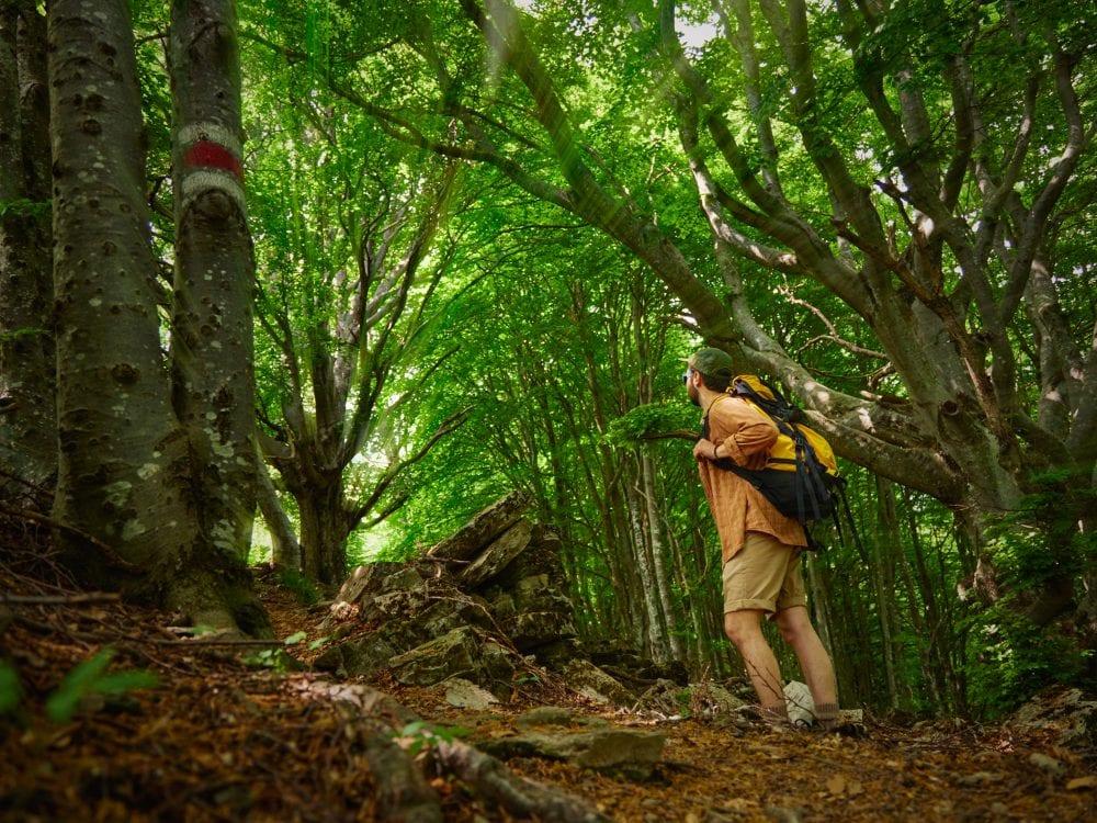 Ein Pfad durch die Wälder des Monte Generoso
