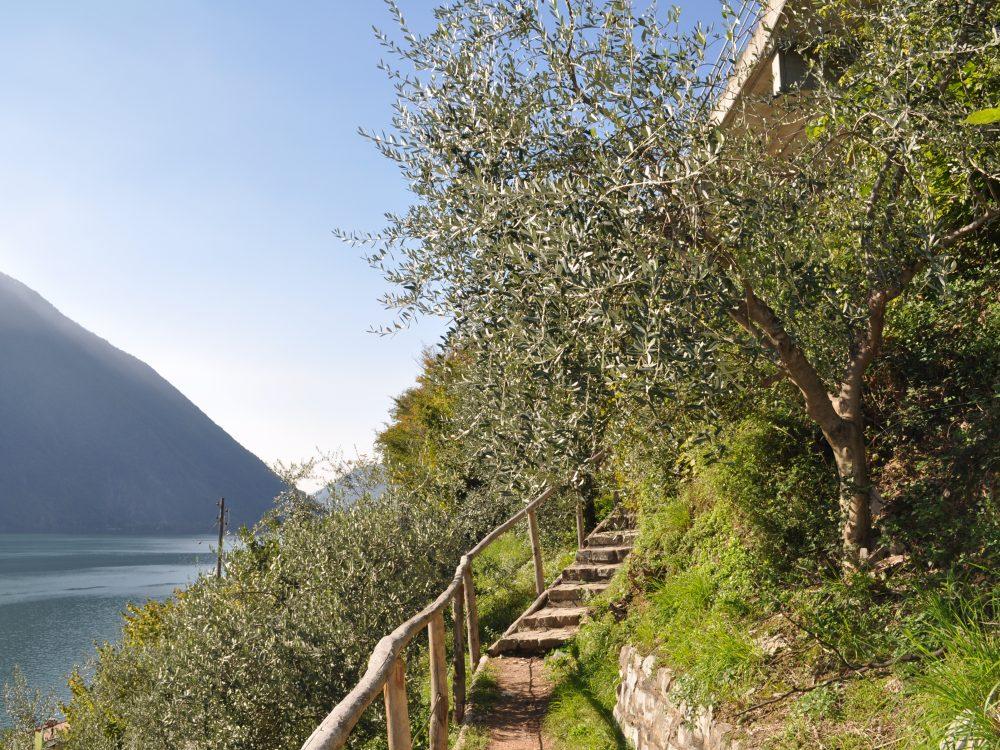 Der Olivenweg zwischen Gandria und Castagnola