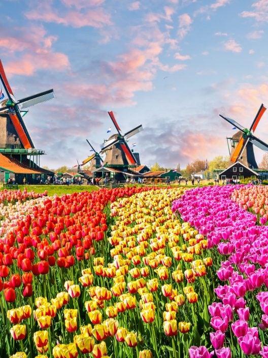 Wie man die Zaanse Schans Windmühlen von Amsterdam aus erreicht