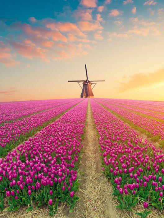 Tulpenblüte in den Niederlanden, wo und wann man sie bewundern kann