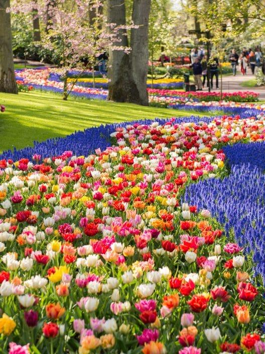 Die Tulpenblüte im Keukenhof Park