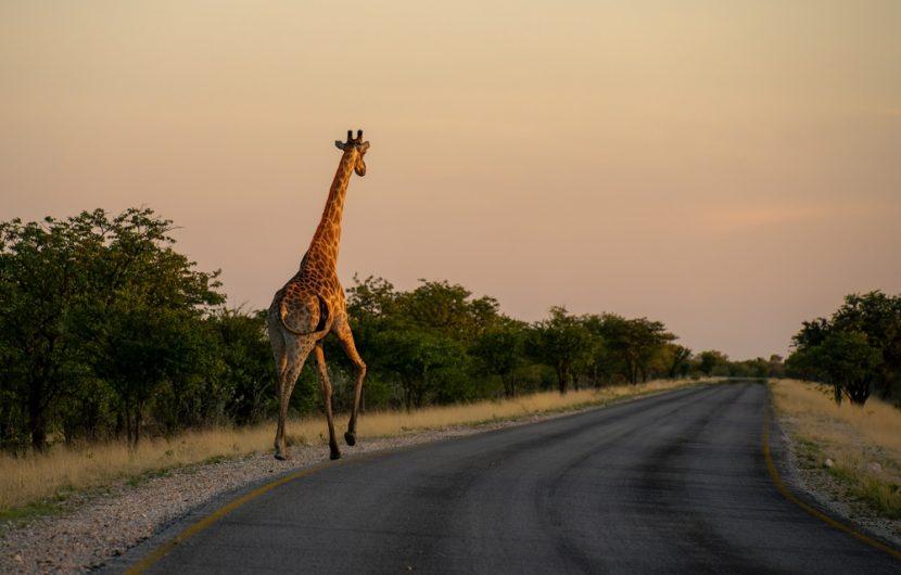 Etosha Nationalpark