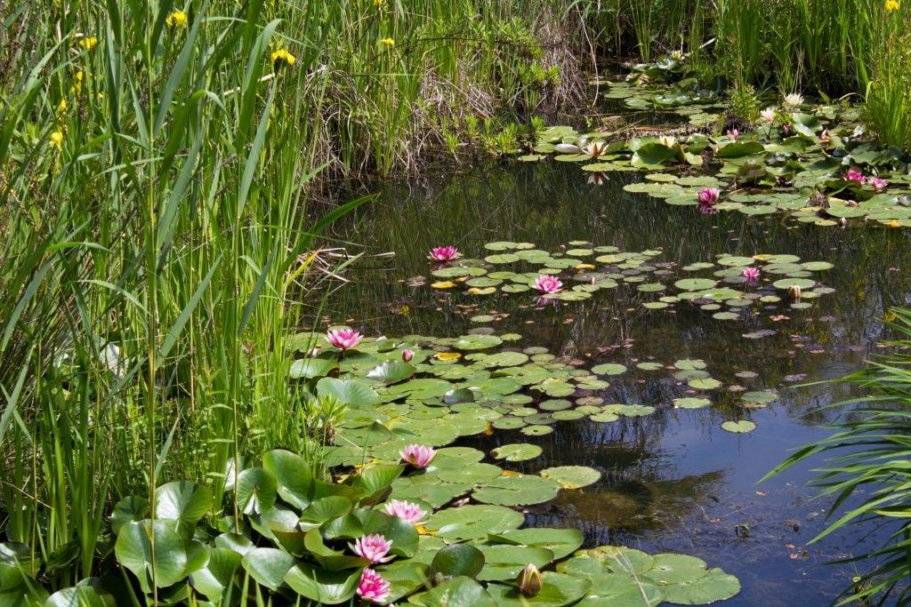 Lotusblumen
