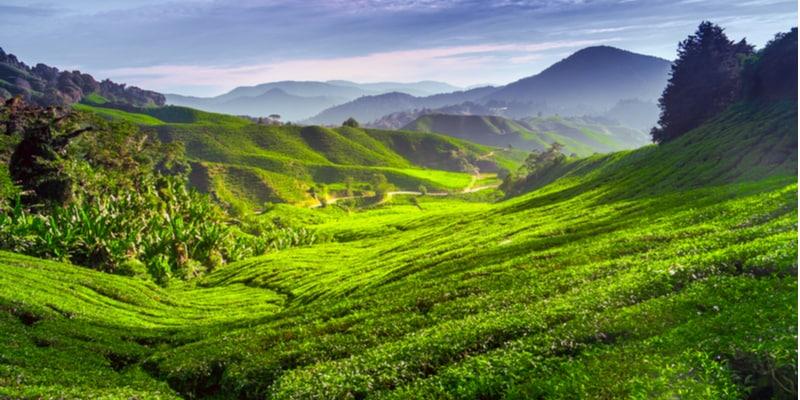 cameron-highlands