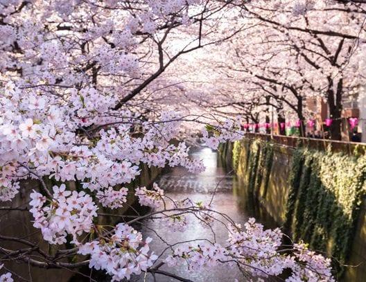 Nakameguro, das Viertel der blühenden Kirschbäume