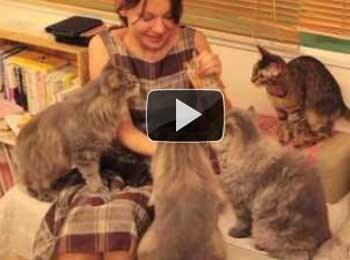 Cat Café: Wo man in Japan Katzen verwöhnen kann - VIDEO