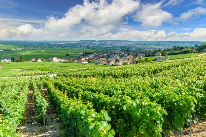 Champagner