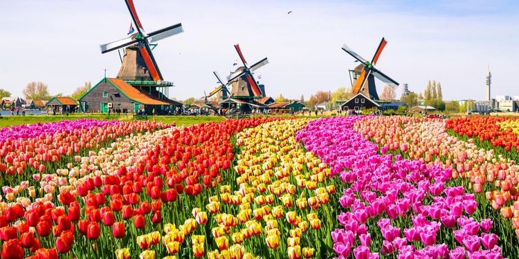 Zaanse Schan