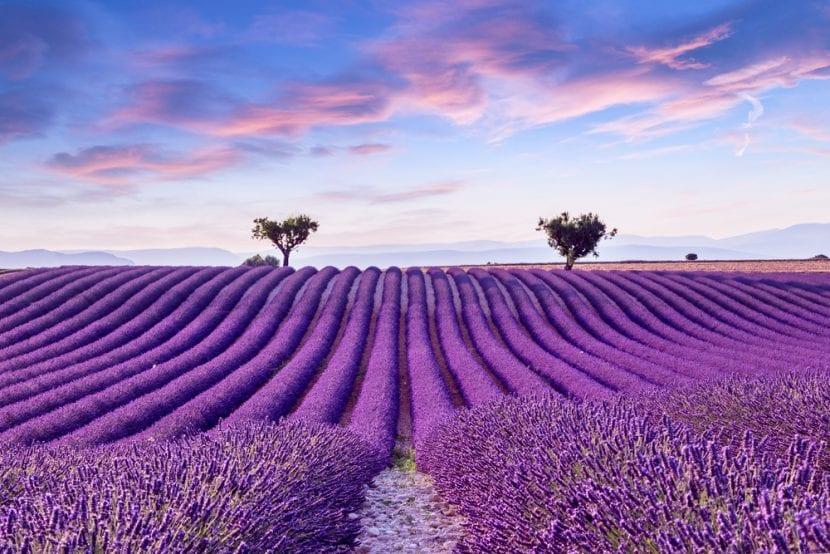 Provenza