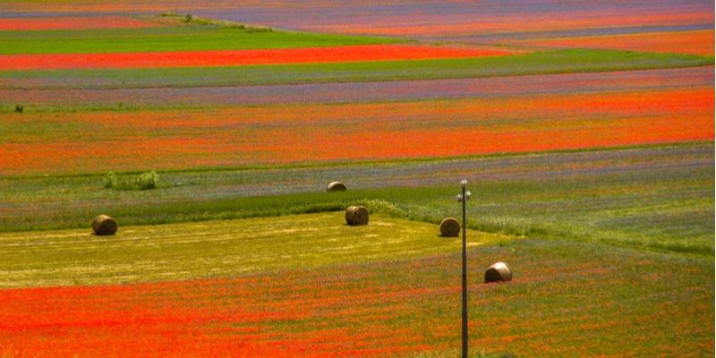 fioritura-castelluccio-foto