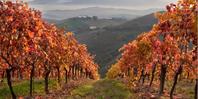 vigne-autunno